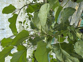 Thrips sur culture d'aubergines sous abri